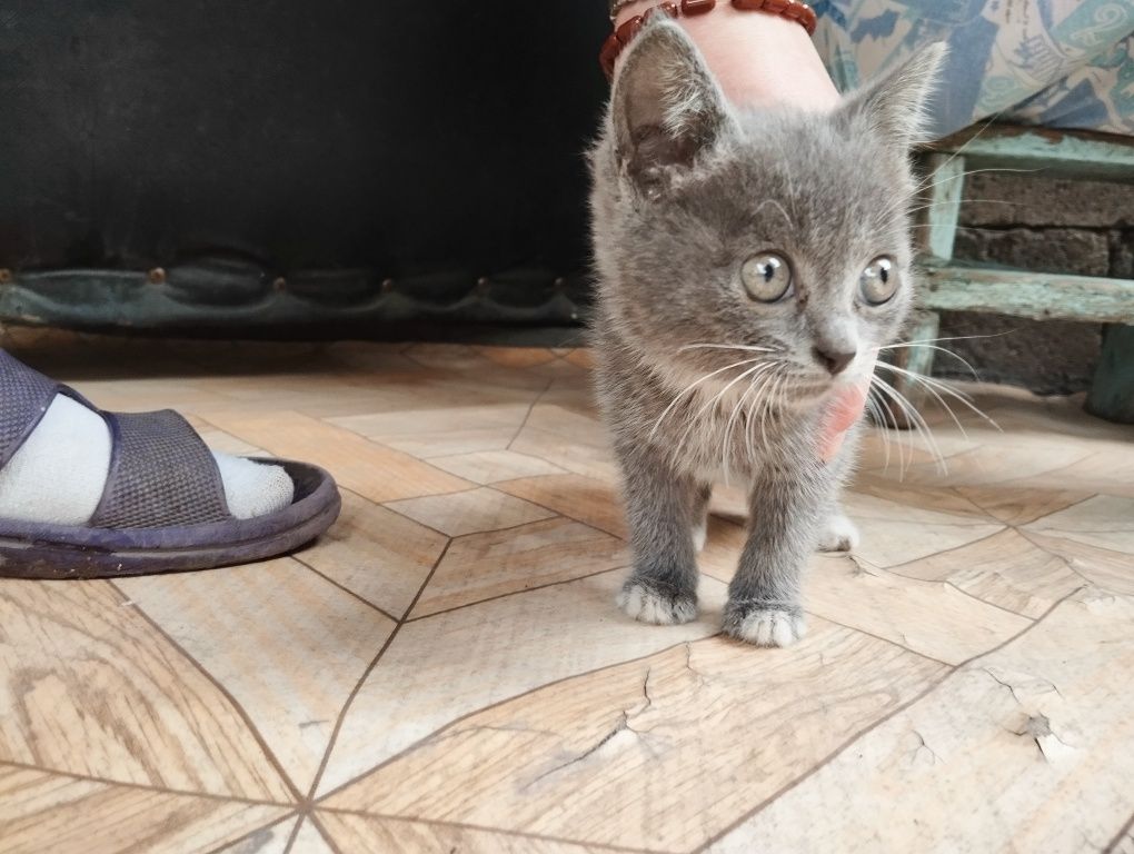 Отдам котят в добрые руки :3