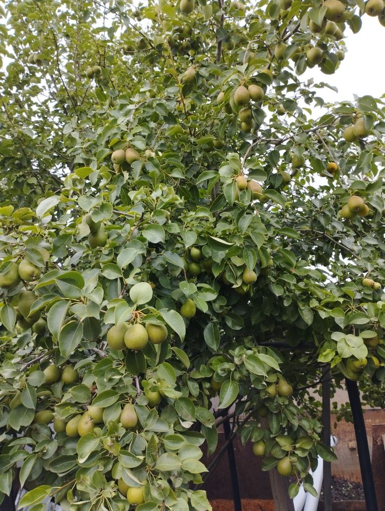 Продам дачу по Красноярской трассе