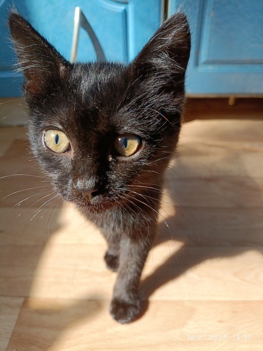 Котенок в ответственные руки!