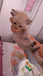 Котенок миленький