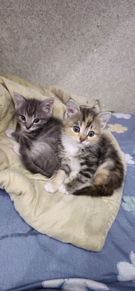 Отдам котят в хорошие руки