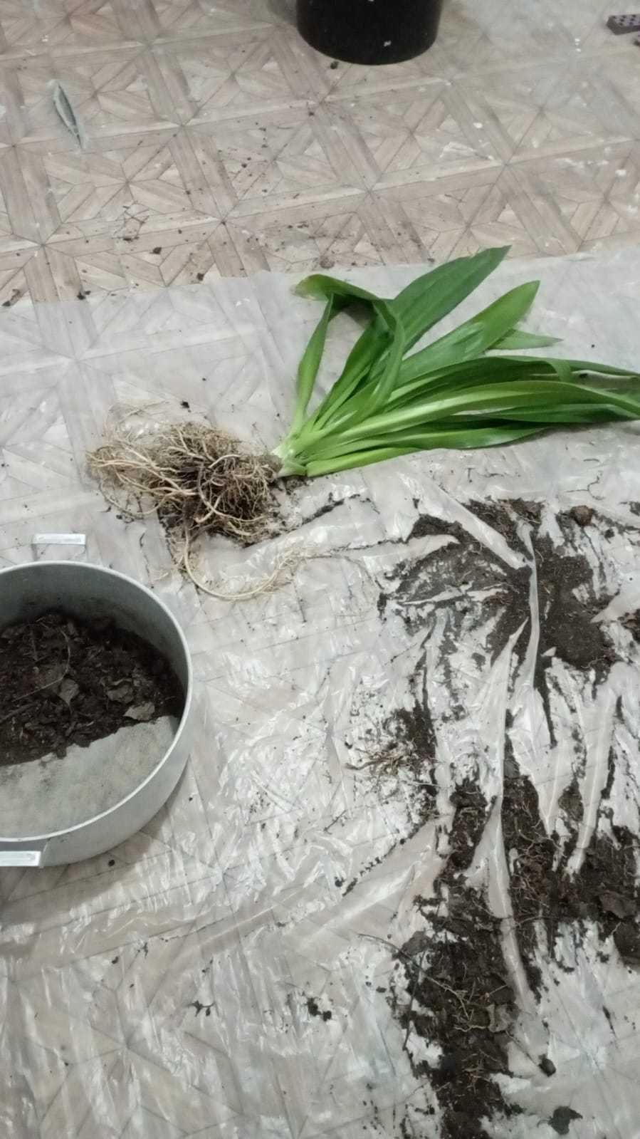 Гименокаллис карибский (паучья лилия)