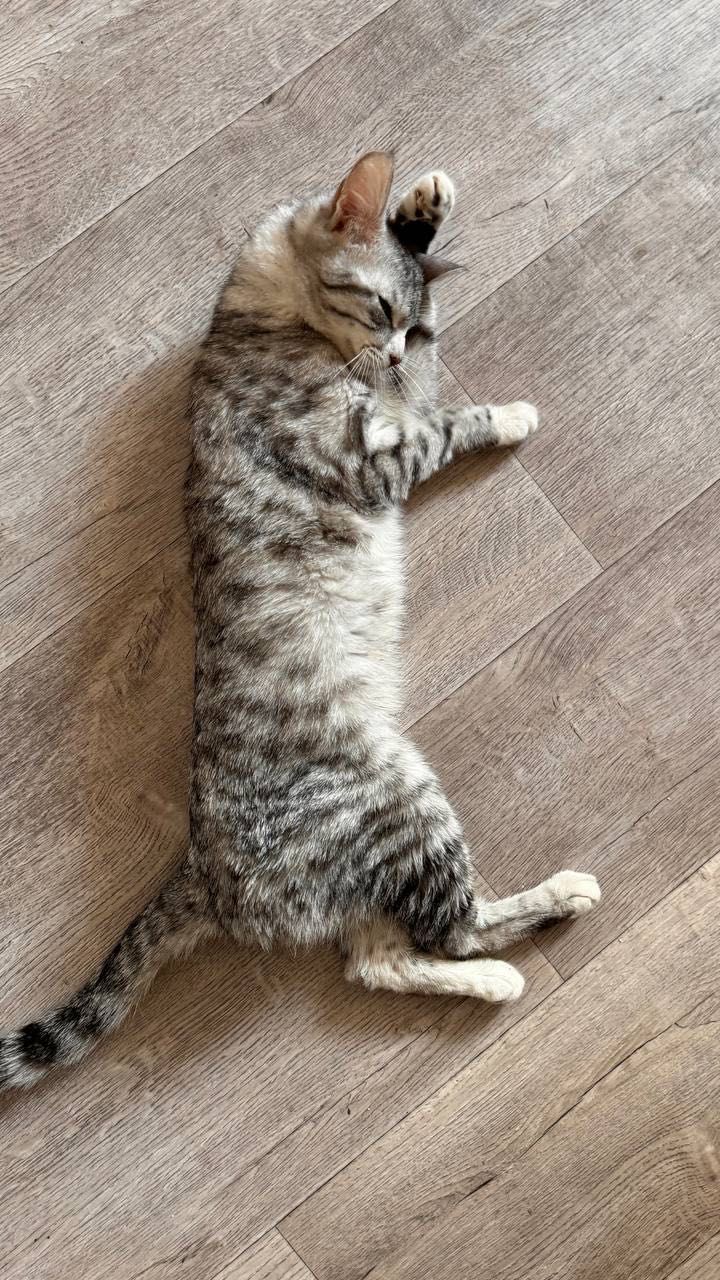 Ласковая кошка ищет дом
