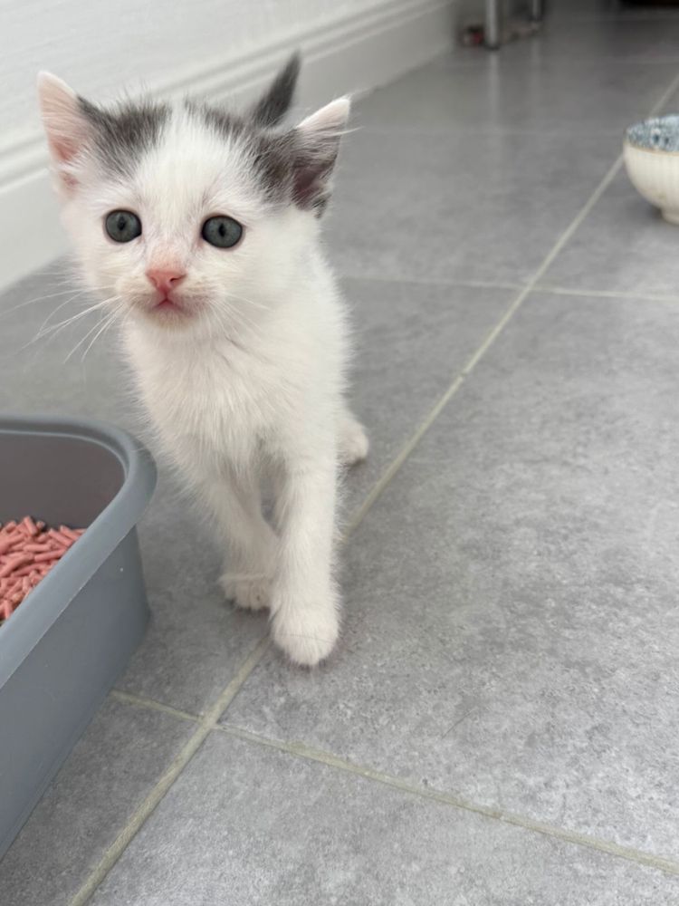 Котенок, котята ищут семью