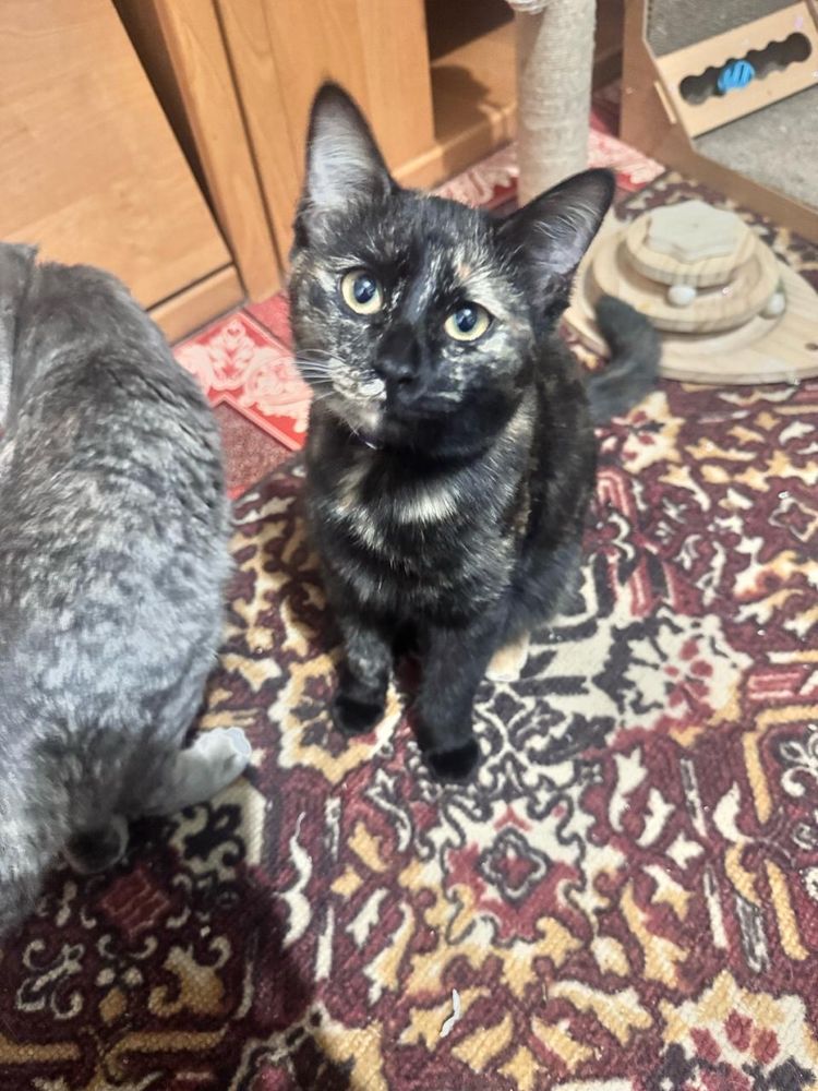 котята кошки  две пордружки отдам в хорошие руки
