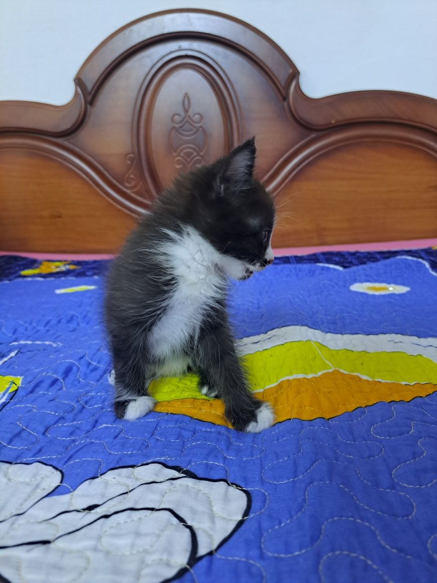 Продаю котёнка. Марғауды сатамын.