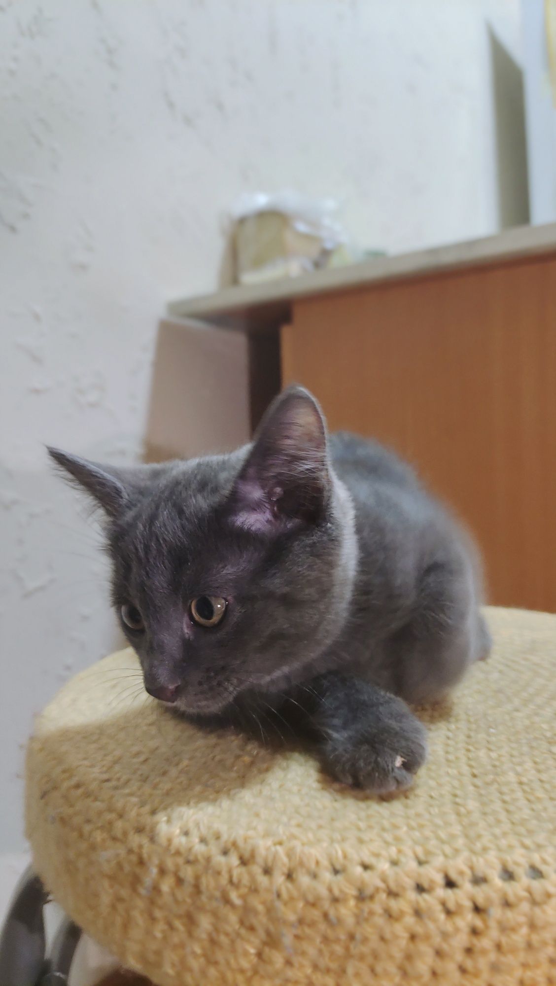 Отдам котёнка в добрые руки