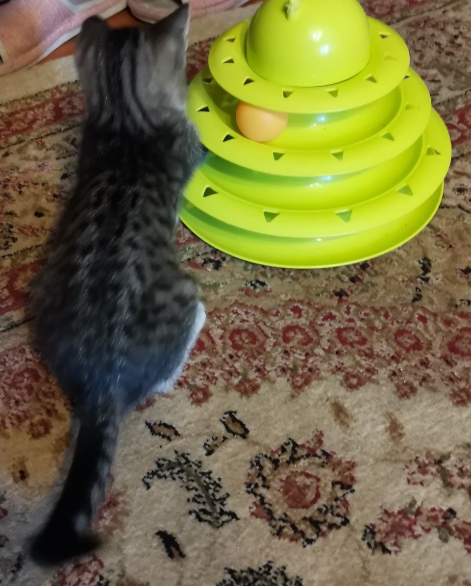 Котенок в добрые руки