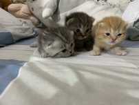 Коята шотландские