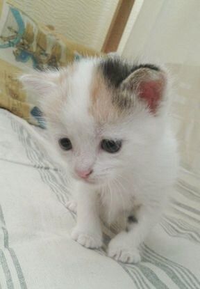 Котёнок в надежные руки.