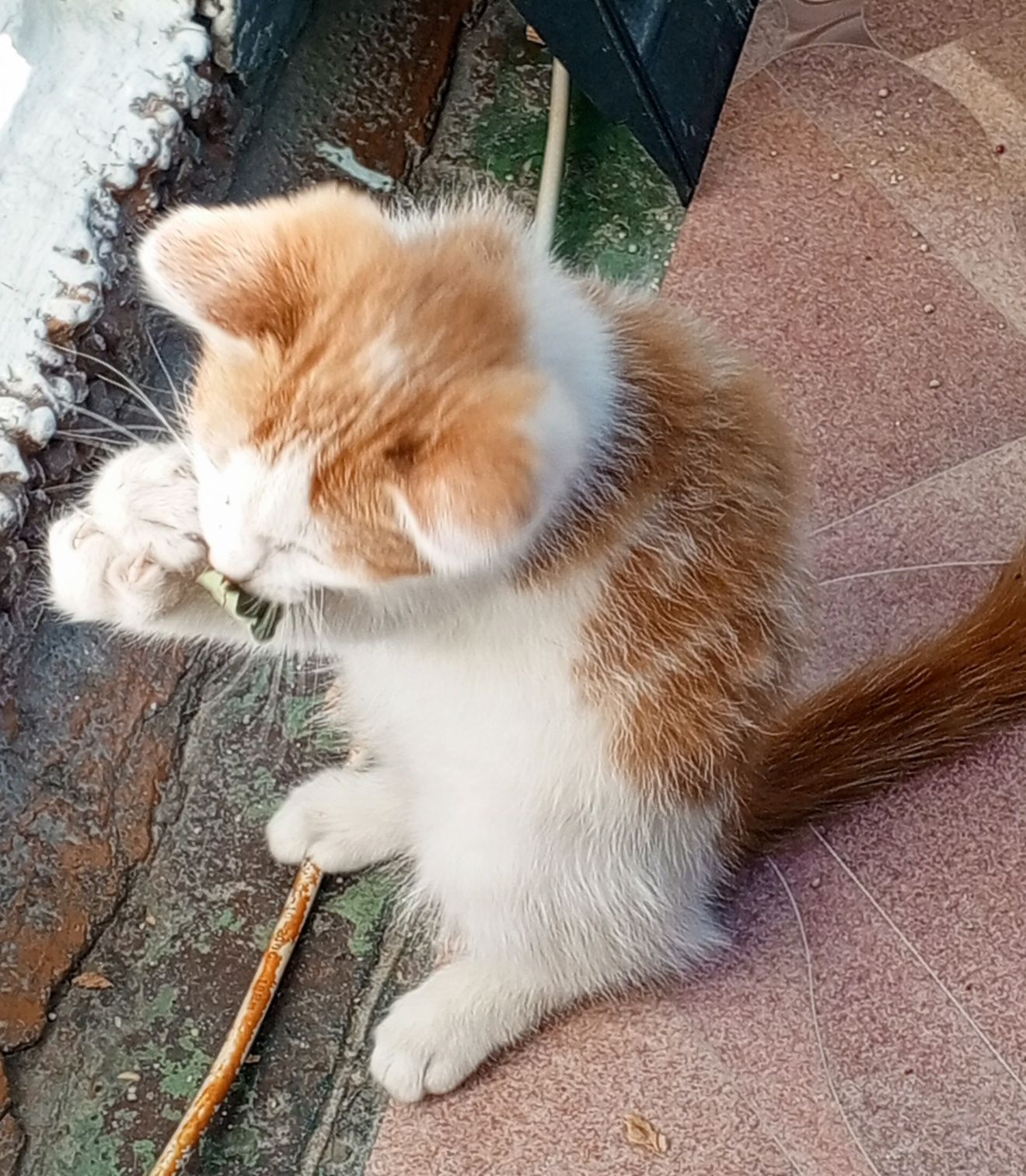 Котенок в добрые ручки