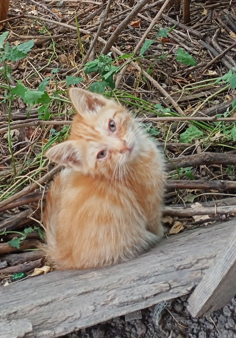 Котята бесплатно в хорошие руки.
