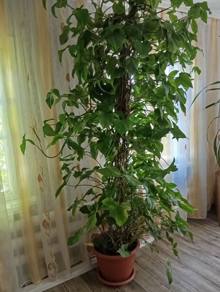 Комнатные растения