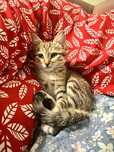Отдадим в хорошие руки котенка