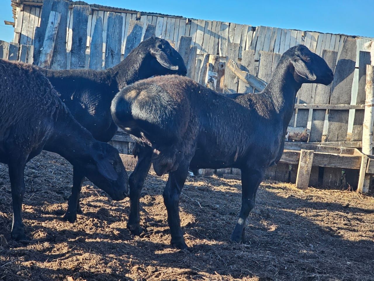 Кочкары,кошкары производители породы Гиссар чистокровные на племя
