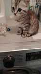 Отдам котенка бесплатно