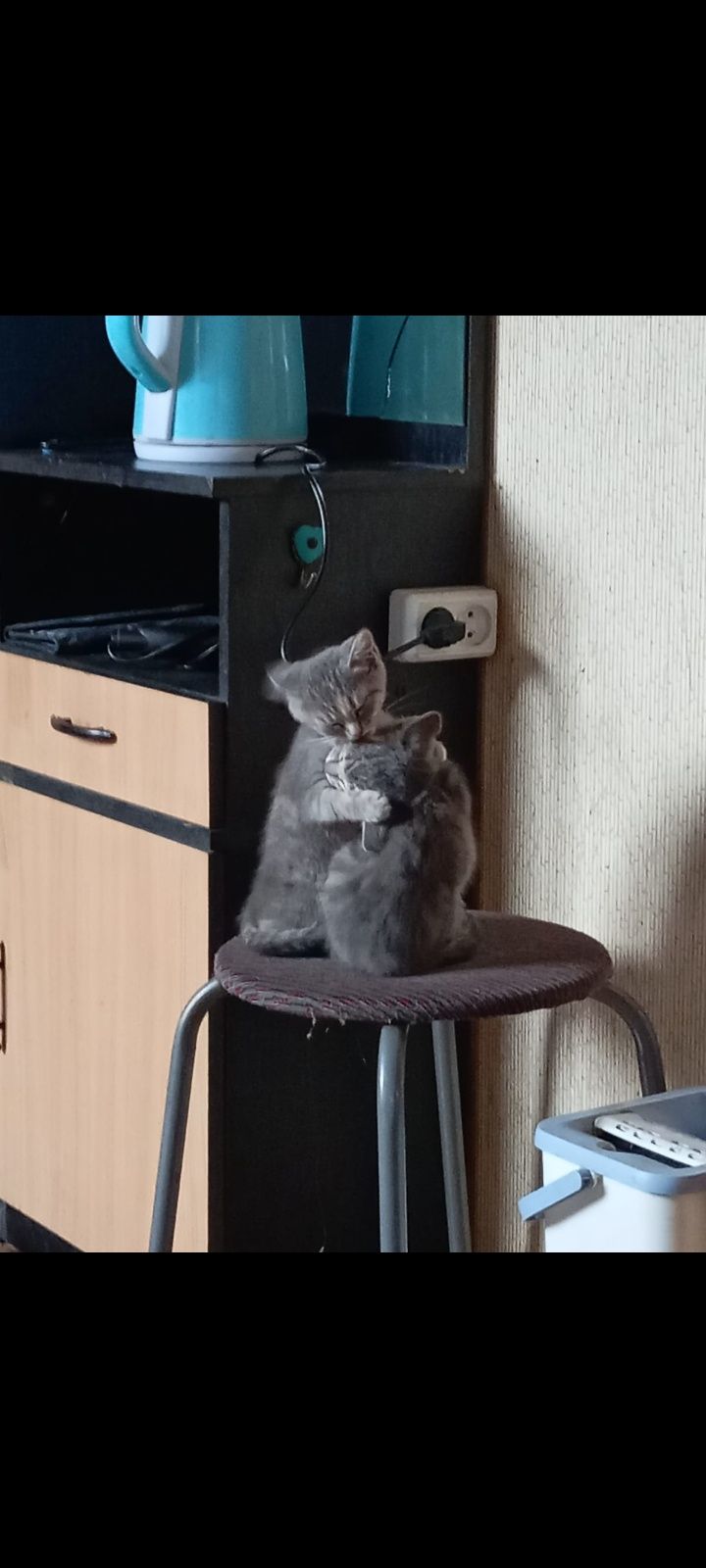 Отдам котят в добрые руки