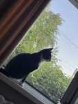 Отдам кота в хорошие руки