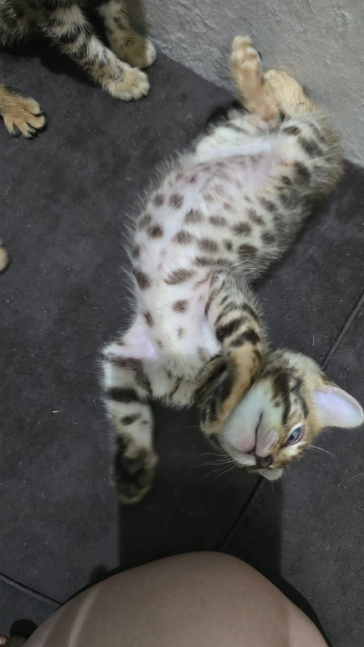 Бенгальский котенок