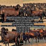 Бараны/Кой сатамыз, Марқа, Тоқты от 35.000 / Қой сатылады