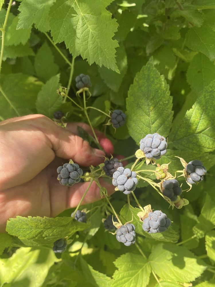 Продам ежевику Свежая горная