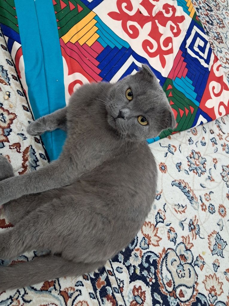 Найдена кошка кот