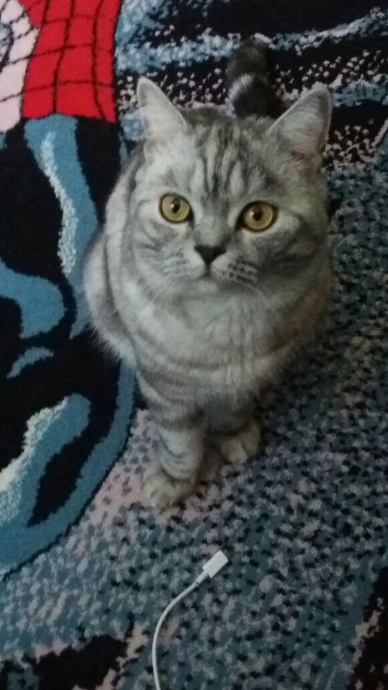 Отдам кота в хорошие , добрые  руки