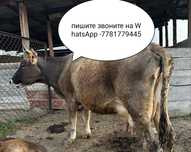 Коровы с телятами