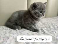 Котята бриташки