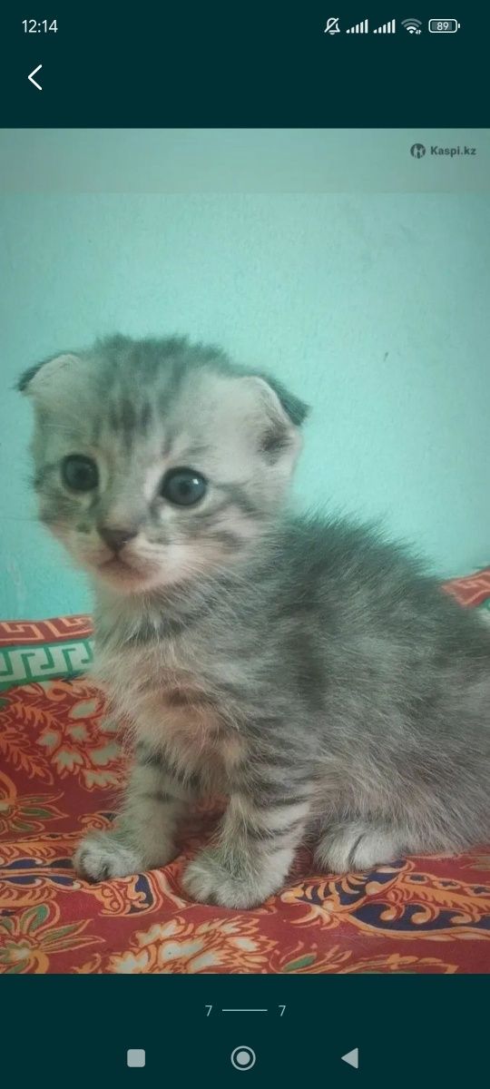 Вислоухие котята