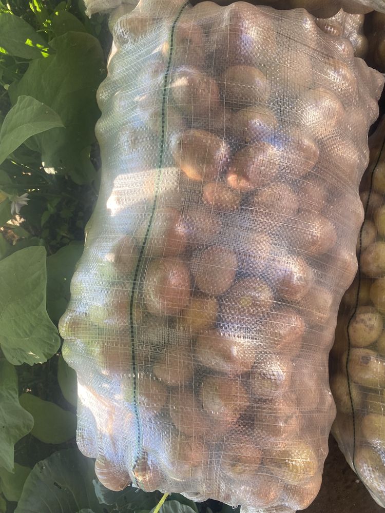 Продаю домашний картошку