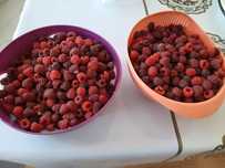 Продам  малину .Домашняя, свежая