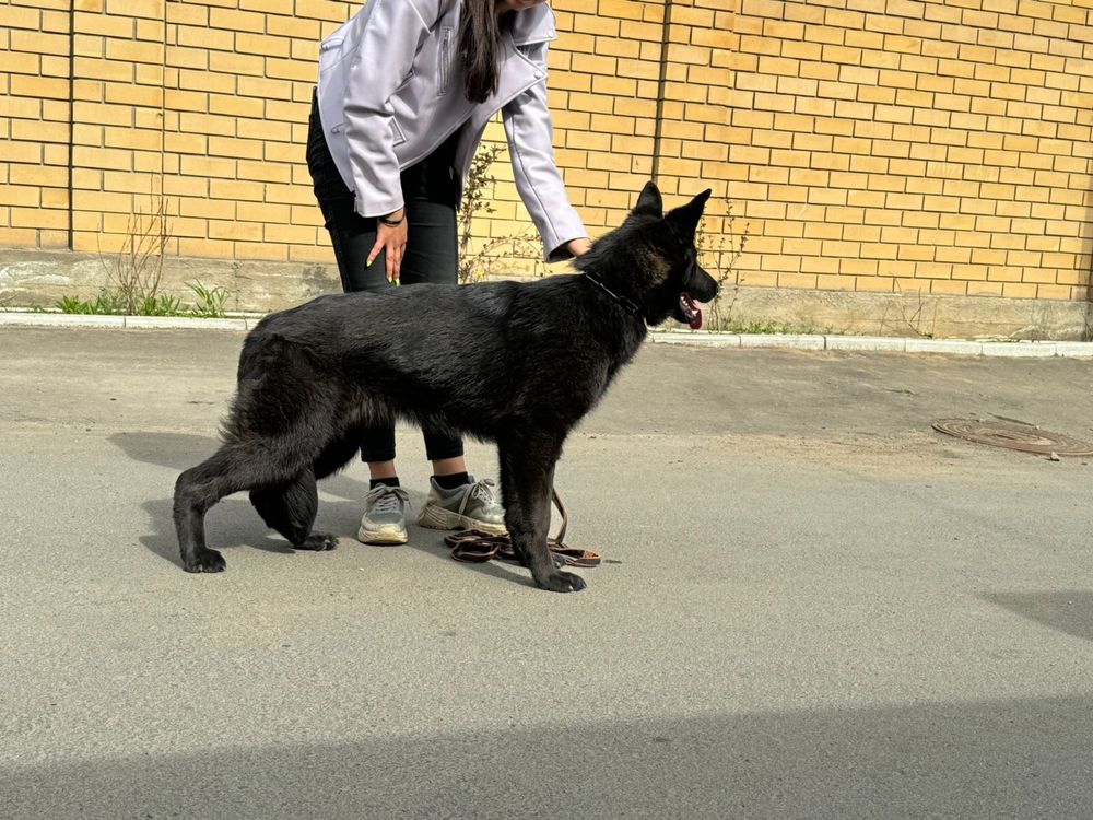 Подрощенные щенки немецкой овчарки
