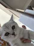Котенок породистая шотланка короткошерстенная
