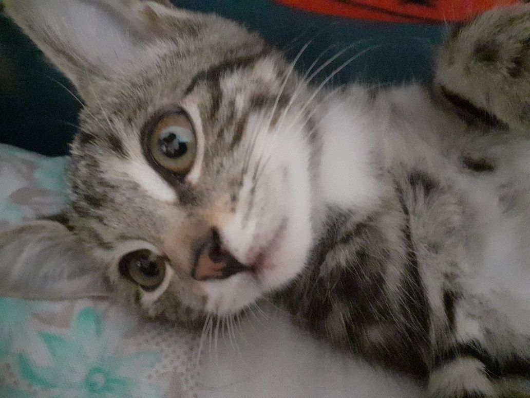 Котёнок-девочка 2 месяца Жазира