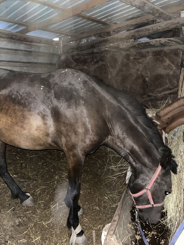 Продам жирную кабылу