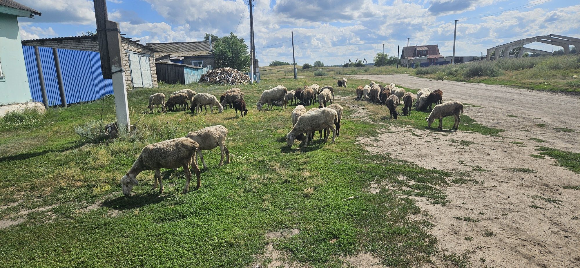 Продам овец 30 голов