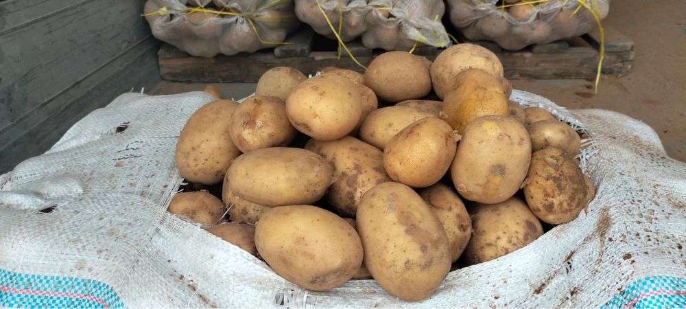 Картошка в мешках
