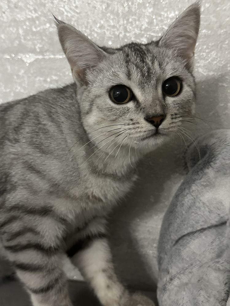Отдам котенка в хорошие руки
