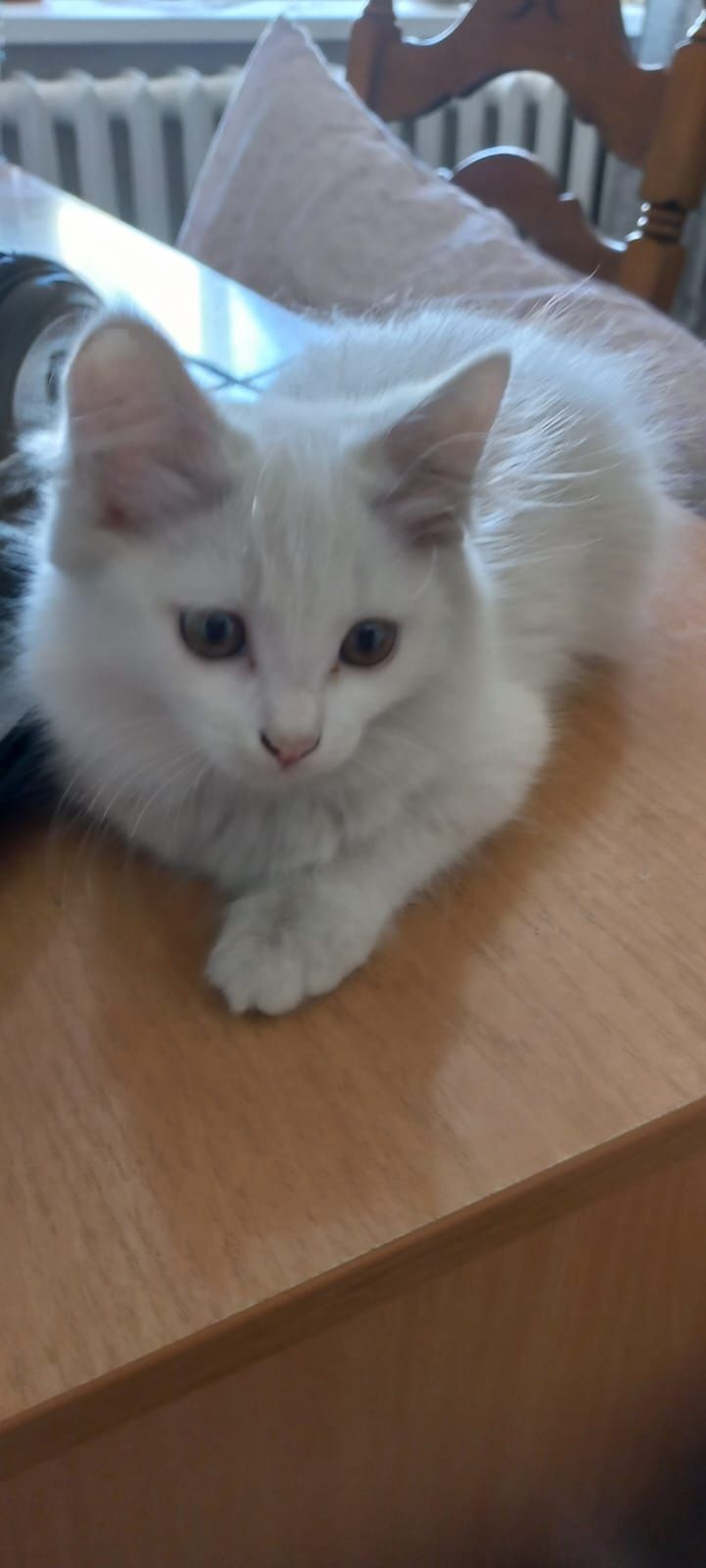 Отдам котят! Бесплатно.