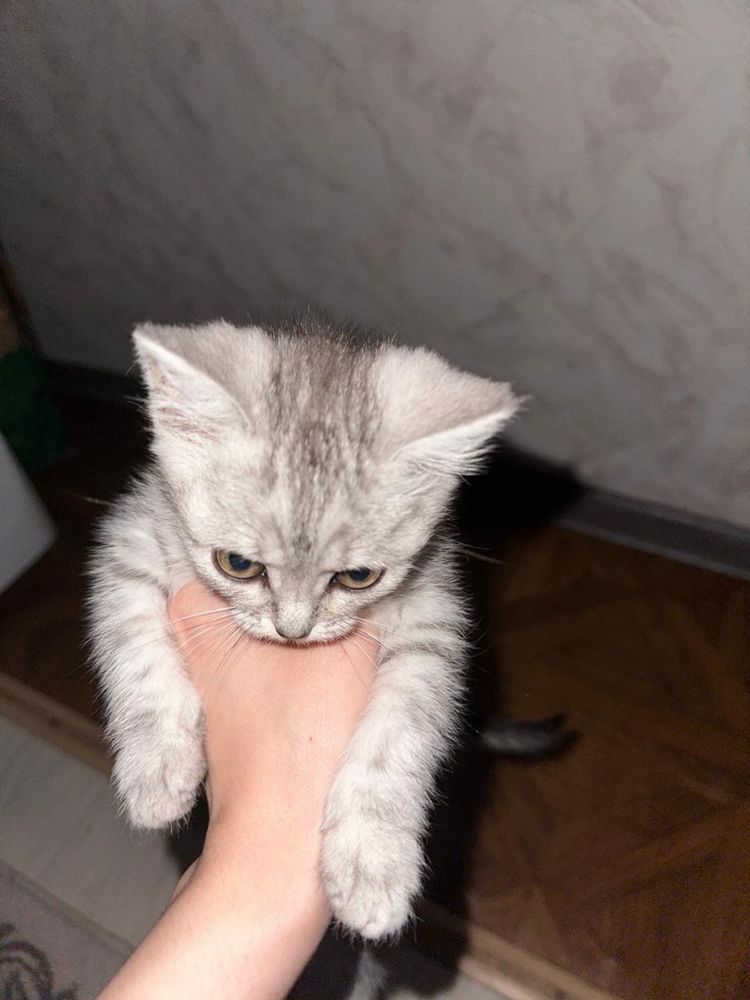 Еркек бала мысық