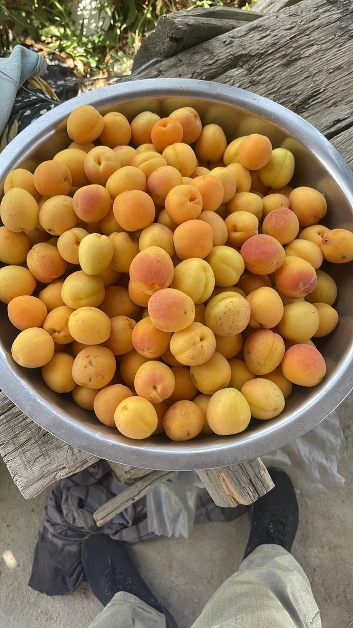 Продам вкусные абрикосы и яблоки со своего сада по приемлемой цене!