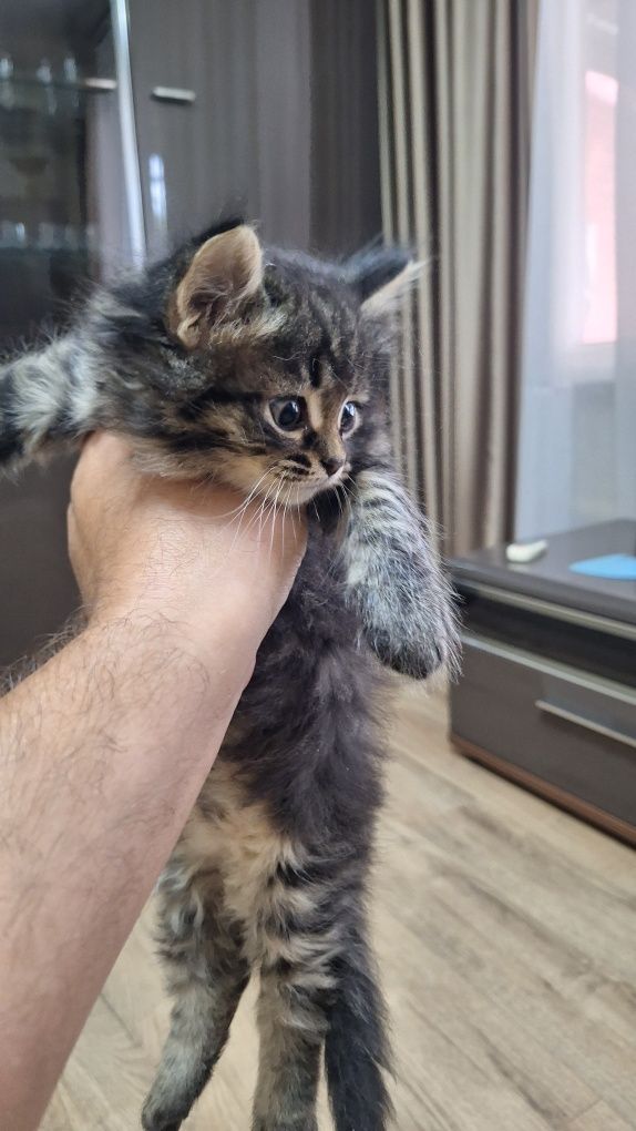Котята отдам даром