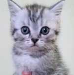 Котенок девочка,