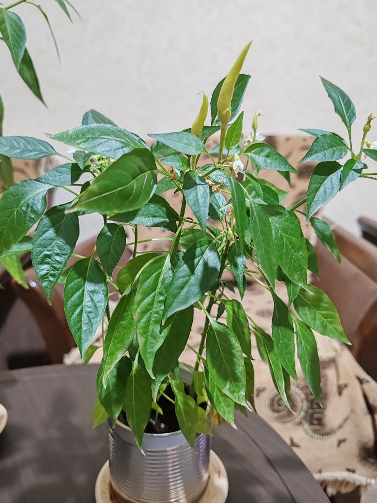 Продам комнатные цветы