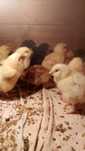 Продам 3-х суточных цыплят