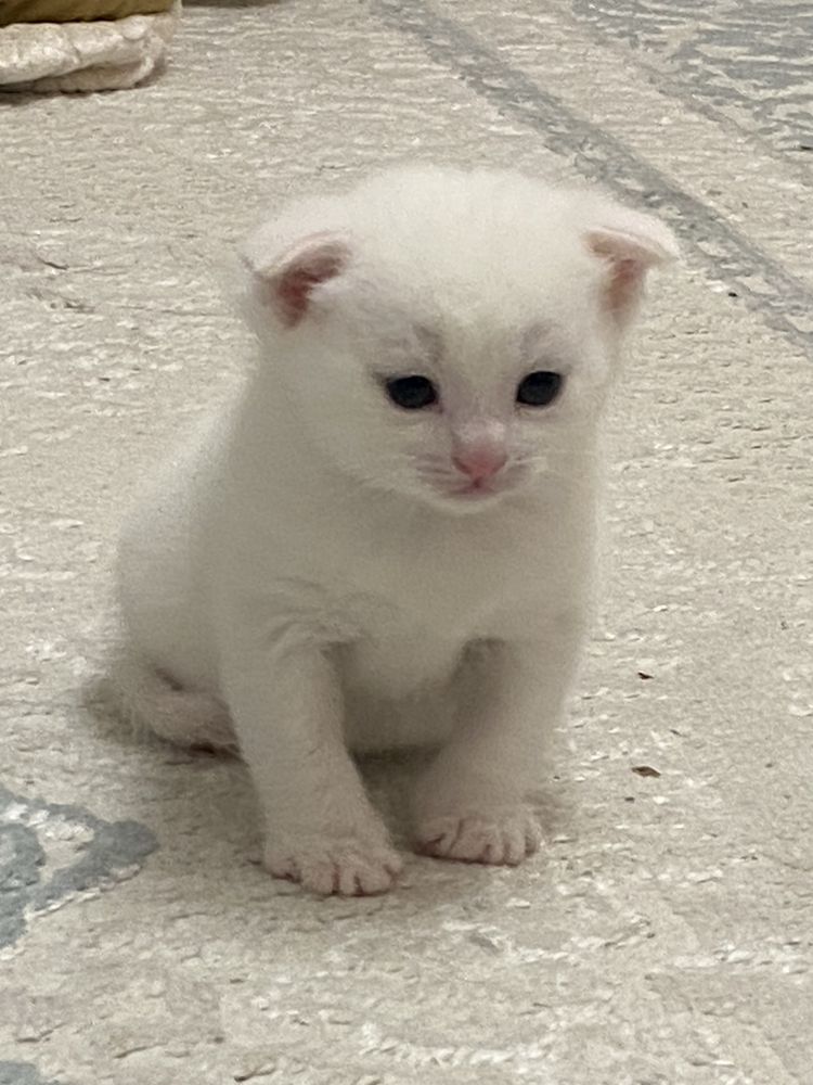 Котята вислоухие