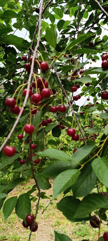Продам саженцы ремонтантной малины