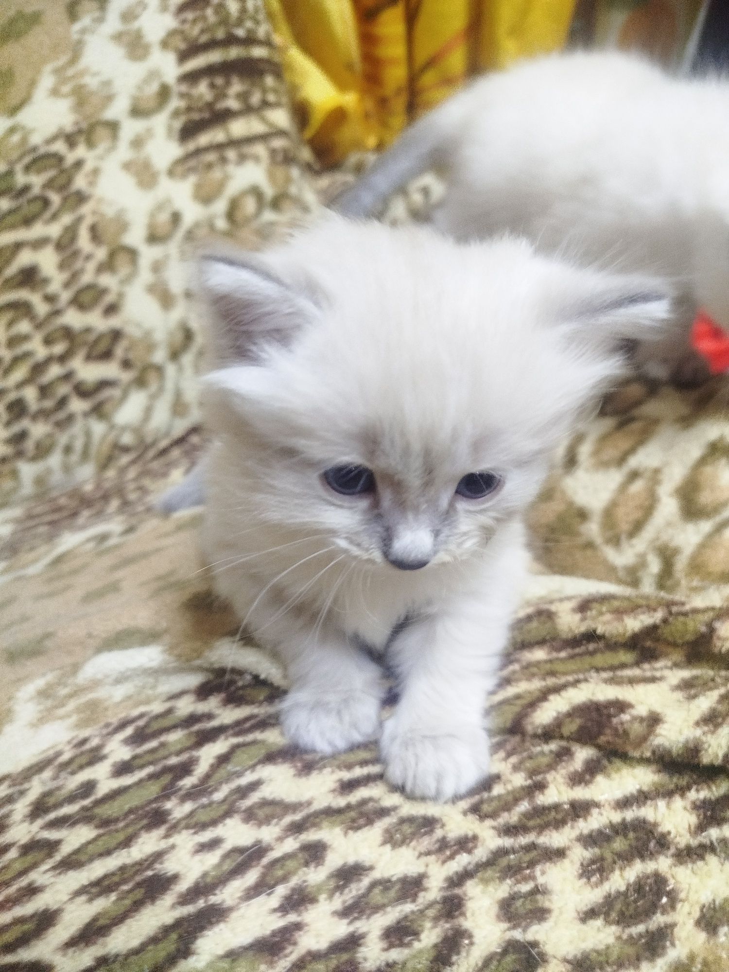 Отдам даром котят