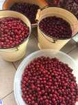 Домашняя  вишня, вкусная